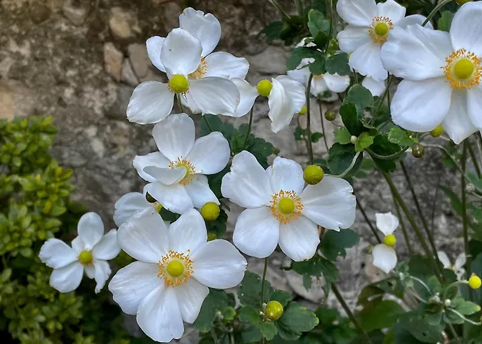 Casa Alpha Vendégház 3*