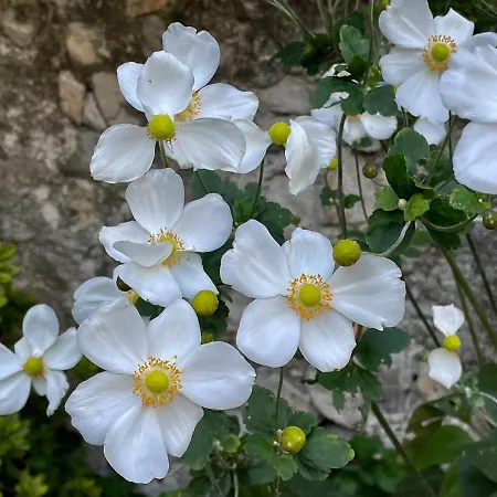 Casa Alpha Penzion 3*