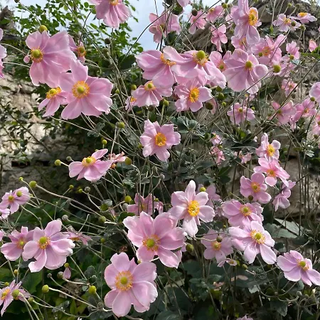 Casa Alpha فيتوريو فينيتو